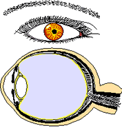 Eye