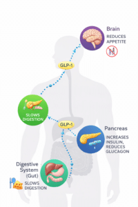 Diagram showing how GLP-1 agonists work in gut pancreas and brain to control blood sugar and appetite